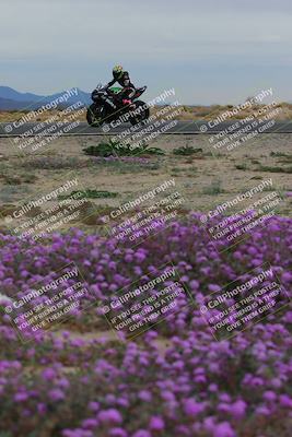 media/Jan-14-2023-SoCal Trackdays (Sat) [[497694156f]]/Turn 14 Exit Bloomig (145pm)/